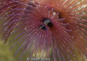 close up of christmas tree worm by Geoff Spiby 